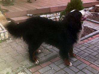 Tricolor Gaston