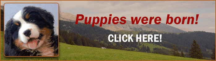 Puppies were born! Puppies were born!