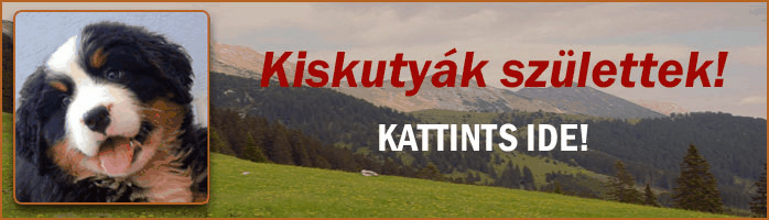 Kiskutyák születtek! Születési idő: 2024. június 11-e.